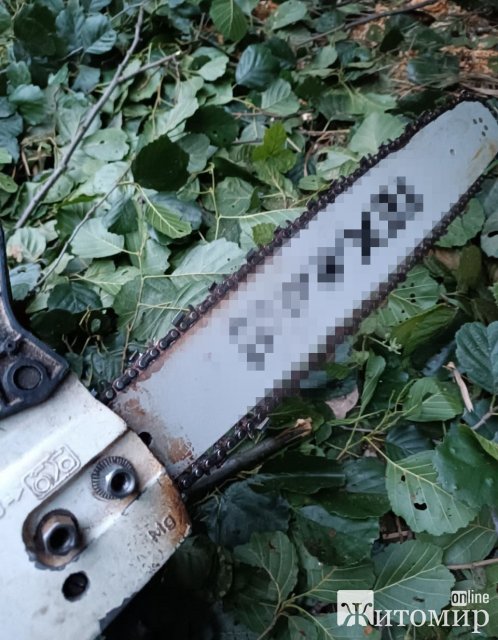 Житель Житомирської області може сісти на 7 років до тюрми за десяток зрізаних вільх. Фото