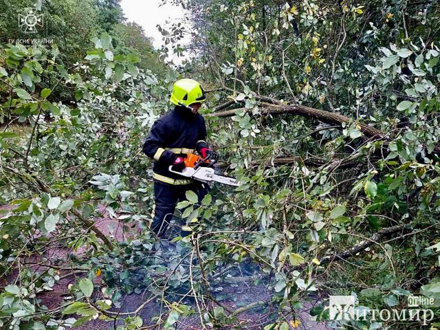 У Житомирі через сильний вітер дерево впало на автомобіль. ФОТО