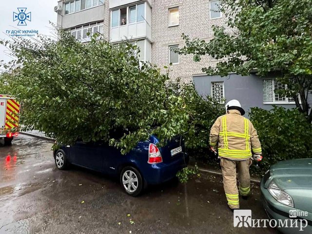 У Житомирі через сильний вітер дерево впало на автомобіль. ФОТО