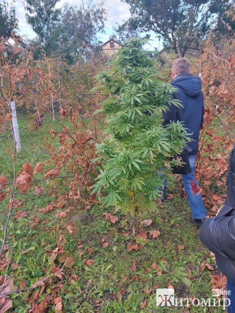 На Попільнянщині викрили двох чоловіків у незаконному поводженні з наркотиками.  ФОТО