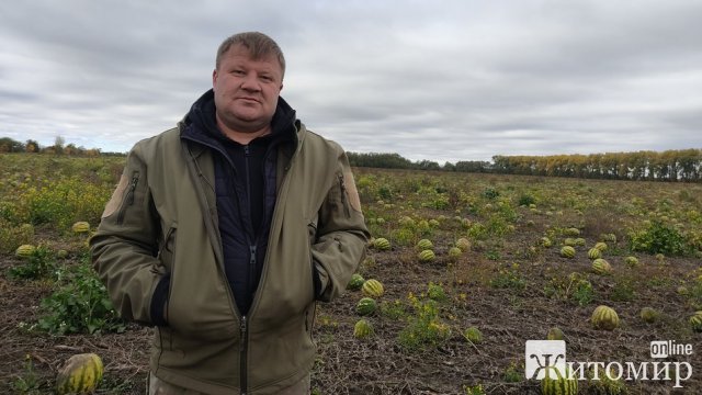 На 30 гектарах поля поблизу Житомира фермер посіяв та зібрав півтори тисячі тонн кавунів. ФОТО