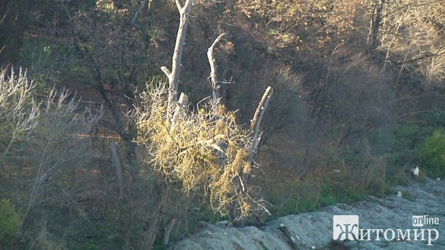 Екологи вважають незаконним спуск греблі на річці Тетерів у Житомирі та вирубку 161 дерева на березі. ФОТО