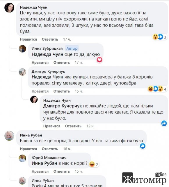 У селищі неподалік Житомира невідома істота перегризла горла у курей