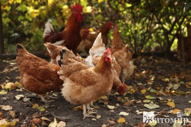 У селищі неподалік Житомира невідома істота перегризла горла у курей