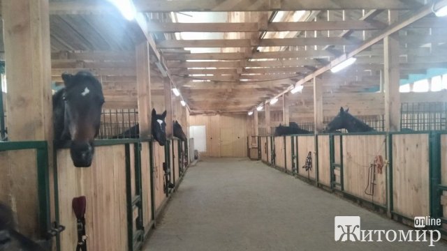 Переселенці з Харкова врятували 17 коней з-під обстрілів та відродили кінно-спортивну школу біля Житомира. ВІДЕО