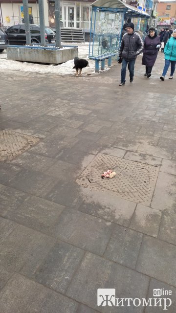 Бердичівляни поділились на тих, хто "за" підгодовування собак у людних місцях та "проти". ФОТО