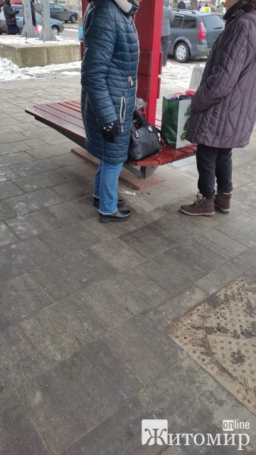 Бердичівляни поділились на тих, хто "за" підгодовування собак у людних місцях та "проти". ФОТО