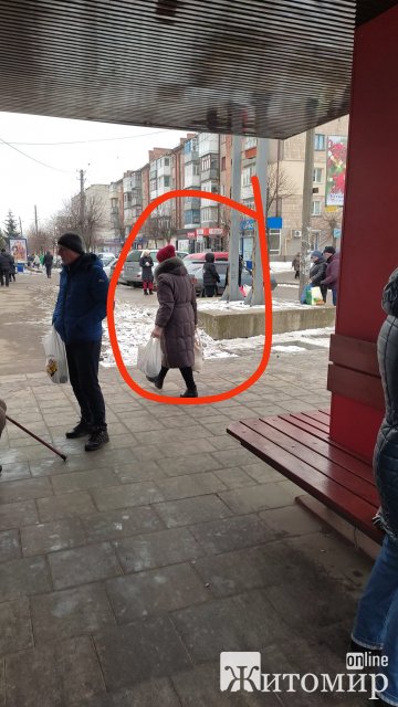 Бердичівляни поділились на тих, хто "за" підгодовування собак у людних місцях та "проти". ФОТО