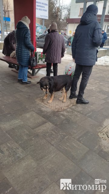 Бердичівляни поділились на тих, хто "за" підгодовування собак у людних місцях та "проти". ФОТО