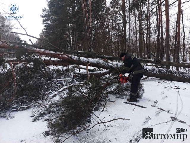 Через сильні пориви вітру на дороги в Житомирській області попадали дерева. ФОТО