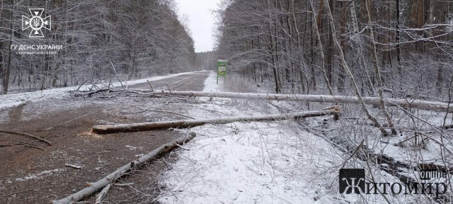 Через сильні пориви вітру на дороги в Житомирській області попадали дерева. ФОТО