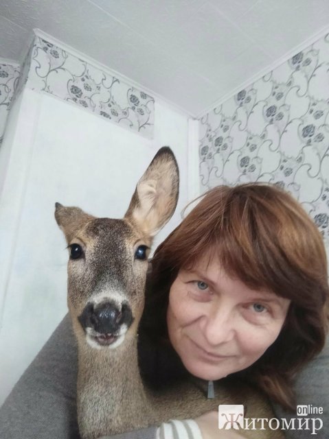 Як у селі Коростенської громади дика козуля стала членом родини. ФОТО