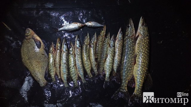 На річці біля Радомишля виявили порушника правил рибальства: зловив 6 кг риби. ФОТО