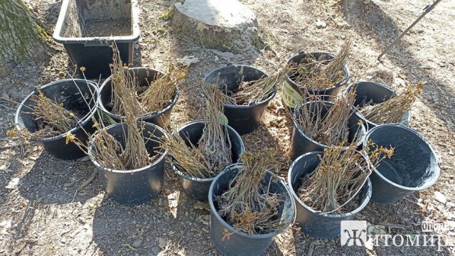 У Житомирській області студенти з лісівниками засадили дубами та соснами 40 сотих лісу. ФОТО