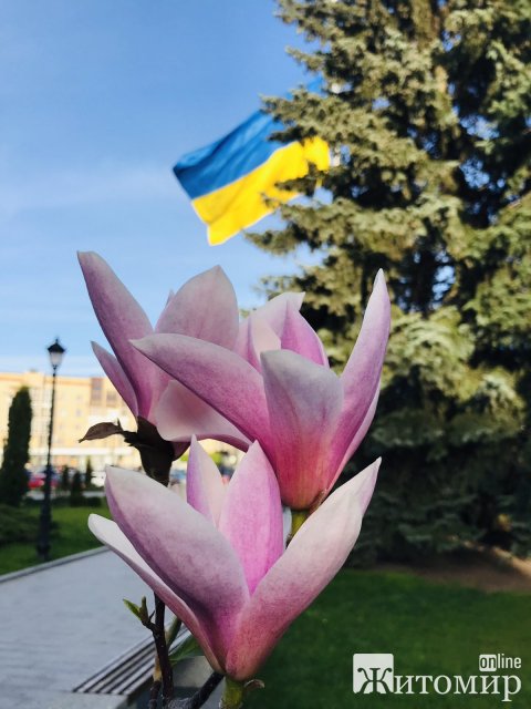 У Житомирі квітнуть магнолії, спіреї та сакури. ФОТО
