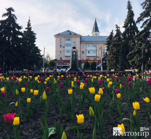 У Житомирі квітнуть магнолії, спіреї та сакури. ФОТО