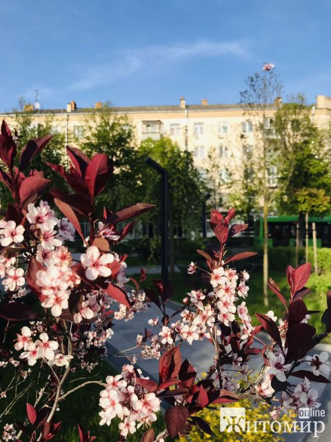У Житомирі квітнуть магнолії, спіреї та сакури. ФОТО