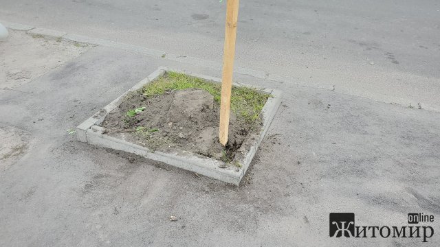 У Бердичеві на "ляп-тяп" при дорозі посадили деревце. ФОТО