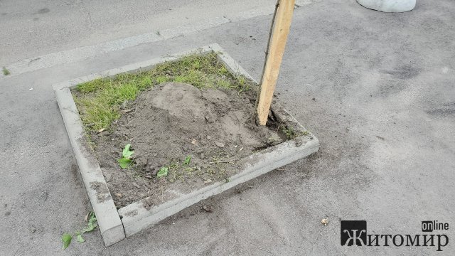 У Бердичеві на "ляп-тяп" при дорозі посадили деревце. ФОТО