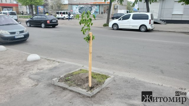 У Бердичеві на "ляп-тяп" при дорозі посадили деревце. ФОТО