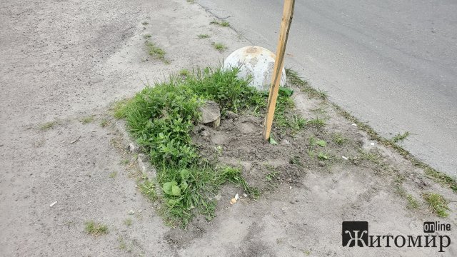 У Бердичеві на "ляп-тяп" при дорозі посадили деревце. ФОТО