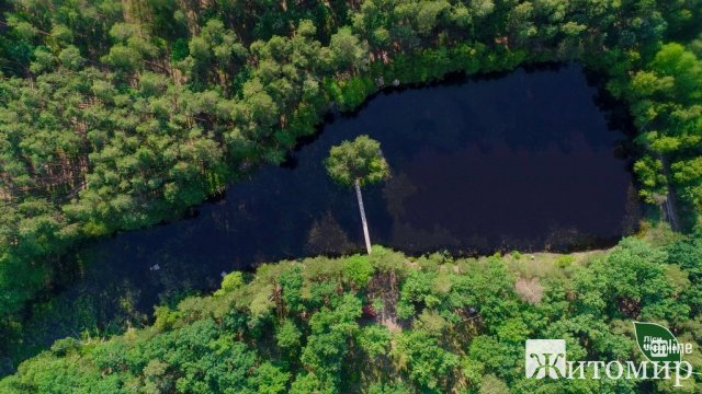 Озеро-кит посеред лісу: незвичайна природна локація на Житомирщині. ФОТО