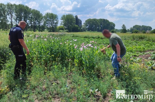 На території двох громад Житомирщини поліцейські виявили посіви маку та конопель. ФОТО
