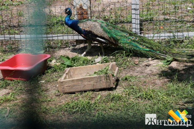 У житомирському гідропарку оселились екзотичні птахи. ФОТО