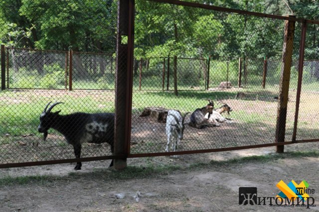 У житомирському гідропарку оселились екзотичні птахи. ФОТО