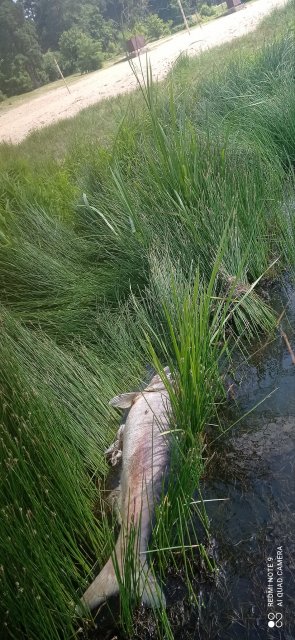 Берегами Тетерева житомиряни збирають мертву рибу. ФОТО