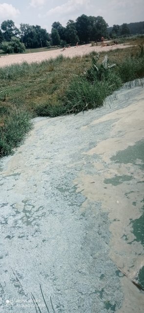 Берегами Тетерева житомиряни збирають мертву рибу. ФОТО