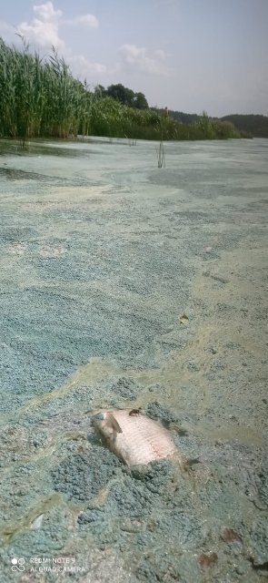 Берегами Тетерева житомиряни збирають мертву рибу. ФОТО