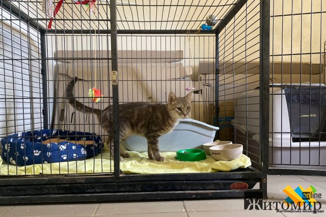 У Житомирі шукають домівку для котика Херсона. ФОТО