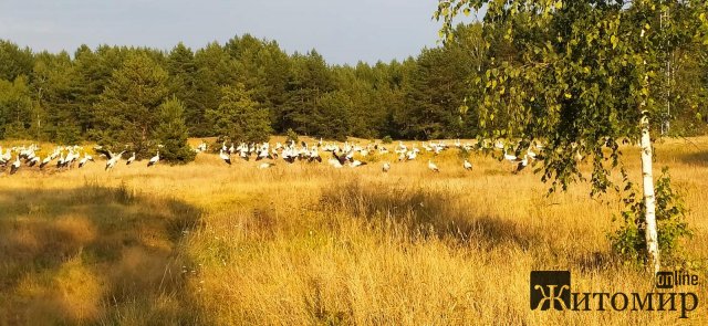 На півночі Житомирщини помітили велику зграю білих лелек. ФОТО