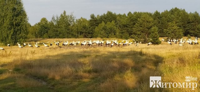 На півночі Житомирщини помітили велику зграю білих лелек. ФОТО