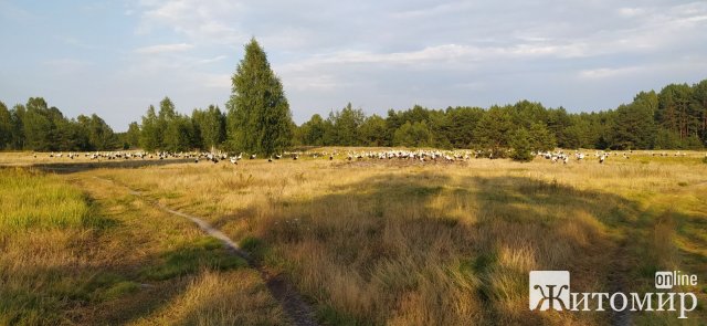 На півночі Житомирщини помітили велику зграю білих лелек. ФОТО