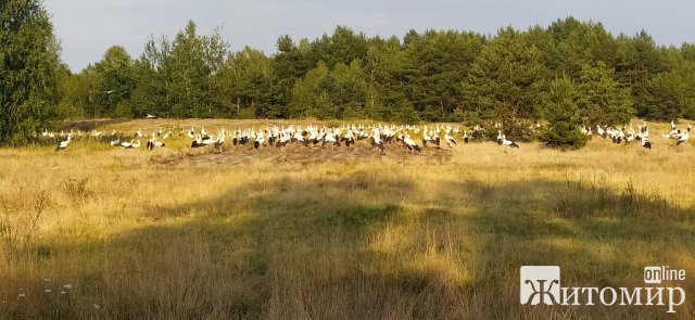 На півночі Житомирщини помітили велику зграю білих лелек. ФОТО