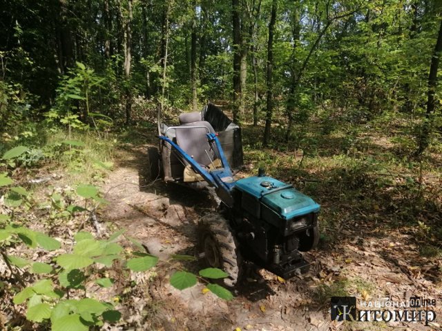 На Любарщині затримали 28-річного чоловіка, який зрубав кілька дубів та готувався перевозити деревину додому