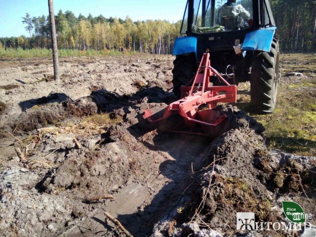 Цієї осені лісівники Житомирщини та Київщини планують висадити понад 9 млн штук сіянців майбутніх дерев. ФОТО