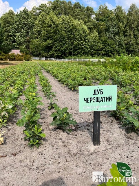 Цієї осені лісівники Житомирщини та Київщини планують висадити понад 9 млн штук сіянців майбутніх дерев. ФОТО