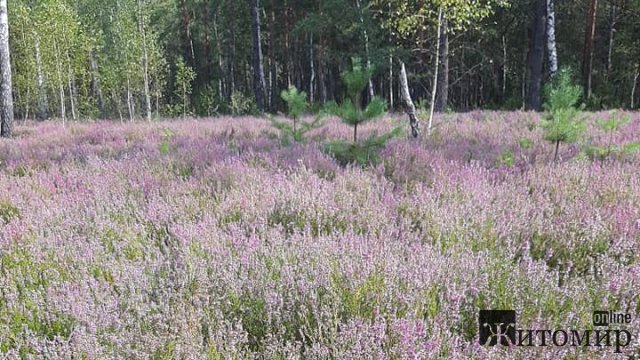 На Житомирщині зацвів верес. ФОТО