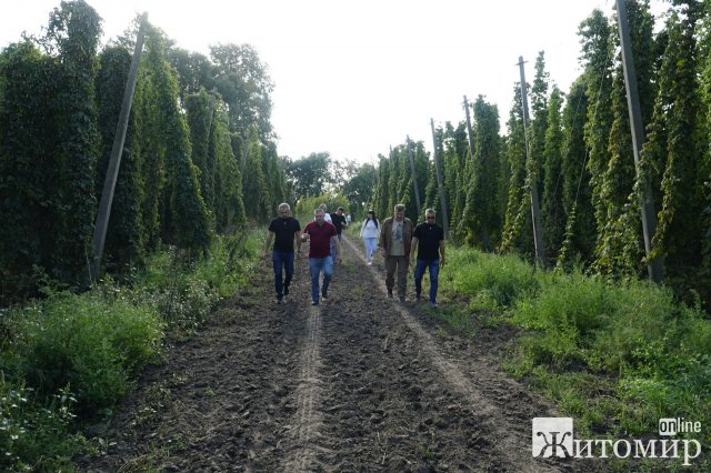 Житомирська область – лідер серед областей України з вирощування хмелю. ФОТО