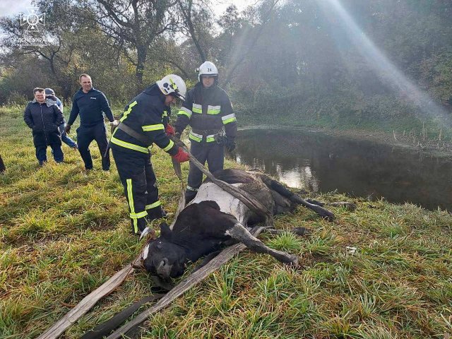 На Житомирщині рятувальники витягували з багнюки корову. ФОТО