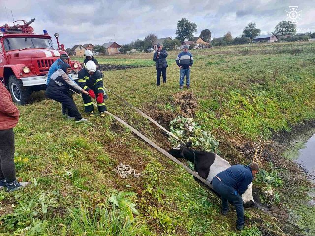 На Житомирщині рятувальники витягували з багнюки корову. ФОТО