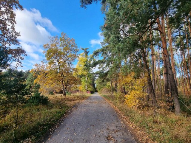 Житомирський ранковий ліс. ФОТО