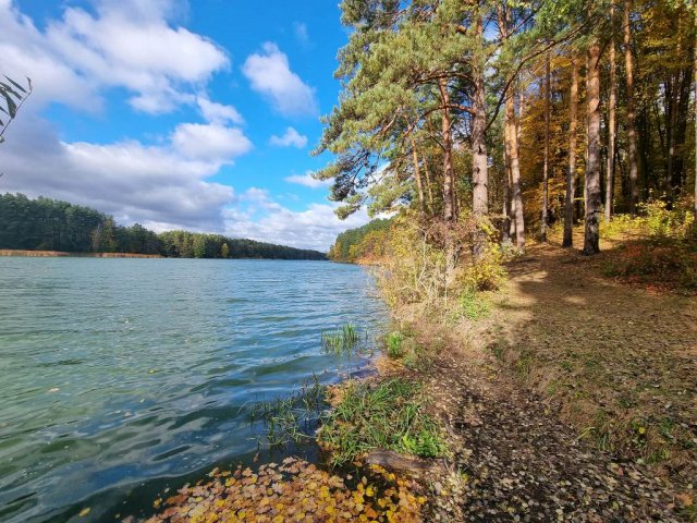 Житомирський ранковий ліс. ФОТО