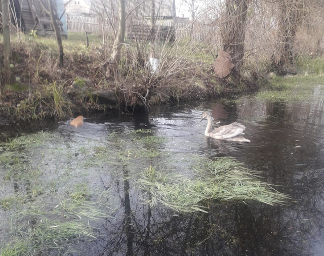 Маленький зоопарк у Кам`яному Броді. ФОТО Маленький зоопарк у Кам`яному Броді. ФОТО