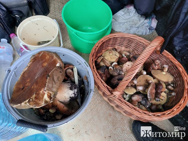 У Житомирському районі щедрий осінній ліс продовжує радувати грибників