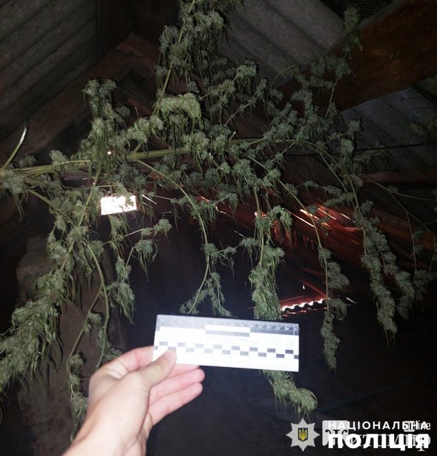 На Олевщині поліцейські задокументували два випадки незаконного зберігання наркотиків. ФОТО