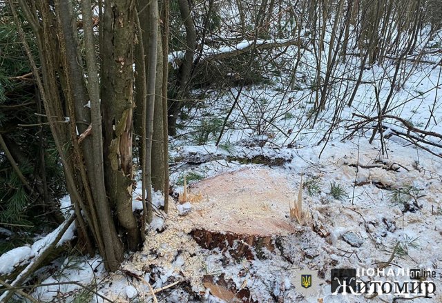 На Житомирські поліцейські викрили чоловіка, який незаконно вирубав соснові дерева